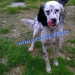 285-15_canile_muratella_4