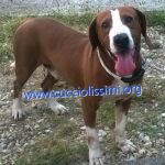 380-15_canile_muratella_4