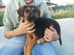3cuccioli_palermo