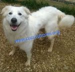 409-15_canile_muratella_2