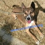 416-14_CANILE_MURATELLA_2