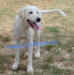 493-15_canile_muratella_2