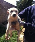 4cuccioli_bari1