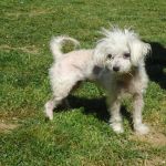 545-12_canile-muratella_1_4615
