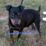 633-15_canile_muratella_1