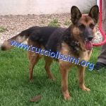 642-12_canile_muratella_1
