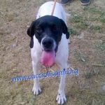 657-15_canile_muratella_3