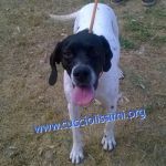 657-15_canile_muratella_4