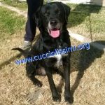 673-14_CANILE_MURATELLA_2