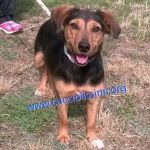 742-15_canile_muratella_4