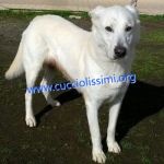 750-09_canile_muratella_2