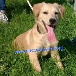 776-15_canile_muratella_2