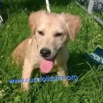 776-15_canile_muratella_3