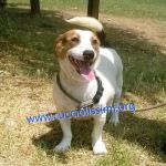 788-15_canile_muratella_2
