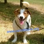 788-15_canile_muratella_3
