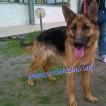 80-15_matricola_1