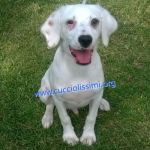 827-15_canile_muratella_2