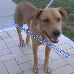 830-14_canile_muratella