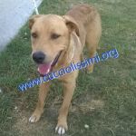 830-14_canile_muratella_1