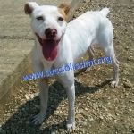 853-15_canile_muratella_2
