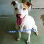 853-15_canile_muratella_3