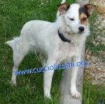858-15_canile_muratella_1