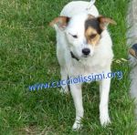 858-15_canile_muratella_2
