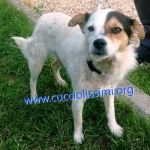 858-15_canile_muratella_4