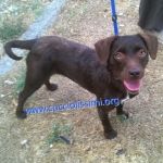 862-15_canile_muratella_3
