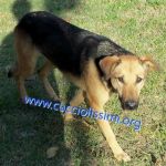 879-12_canile_muratella_2