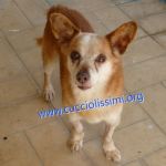 883-15_canile_muratella_2