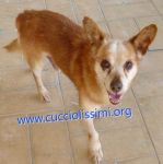 883-15_canile_muratella_3
