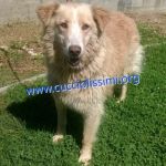 908-15_canile_muratella_3