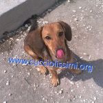 930-14_canile_muratella_1