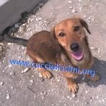 930-14_canile_muratella_2