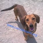 930-14_canile_muratella_4