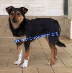 946-15_canile_della_muratella_1