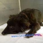 987-15_canile_muratella_4