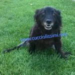 987-15_canile_muratella_4_1