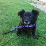 987-15_canile_muratella_4_3