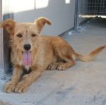 ACO-Carlotta__34585