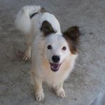 ACO-lulu_2917385