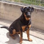 ARES_2_copy