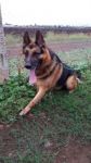 Ares