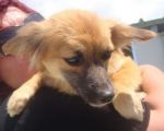 Arya_cucciola2