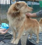 Ascanio_birba1