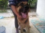 Axel1