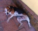 BAMBOLA1