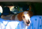 BAMBY1