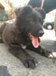 BAMBY2